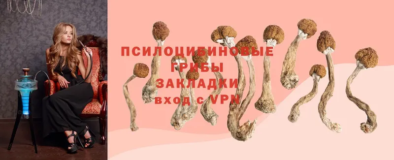 гидра ССЫЛКА  цена наркотик  Нальчик  Псилоцибиновые грибы Psilocybe 